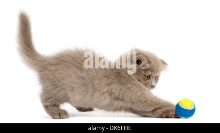 Highland fold Kätzchen stehen, spielen mit einem Ball vor weißem Hintergrund Stockfoto