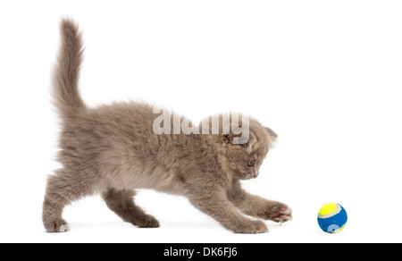 Highland fold Kätzchen stehen, spielen mit einem Ball vor weißem Hintergrund Stockfoto