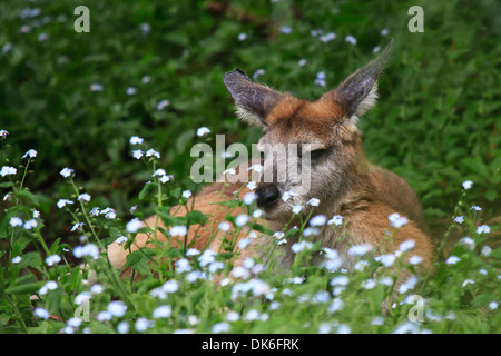 Känguru ruht auf dem Rasen Stockfoto