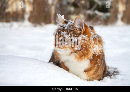 schöne Katze auf sitzt auf Schnee Stockfoto