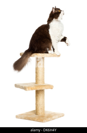 Seitenansicht des British Longhair hoch oben auf einem Kratzbaum vor weißem Hintergrund Stockfoto