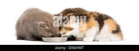 Highland geraden und Fold Kätzchen Essen aus einer Schüssel vor weißem Hintergrund Stockfoto