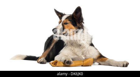 Border-Collie liegend mit einem Knochen, Augen geschlossen vor weißem Hintergrund Stockfoto