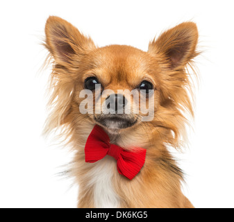 Nahaufnahme von einem Chihuahua trägt eine Fliege, 11 Monate alt, vor weißem Hintergrund Stockfoto