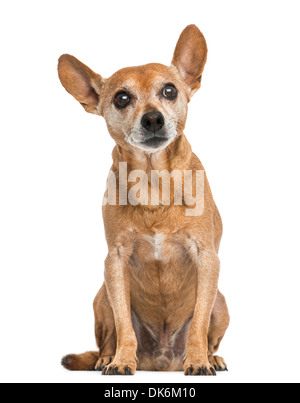 Blick nach vorne auf eine alte deutsche Pinscher, 13 Jahre alt, vor weißem Hintergrund Stockfoto