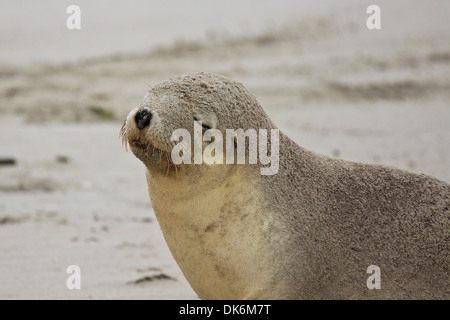 Australische Sea Lion, SA, Kangaroo Island, Australien Stockfoto