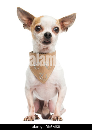 Chihuahua, sitzen, tragen ein Leder Bandana, 5 Jahre alt, vor weißem Hintergrund Stockfoto