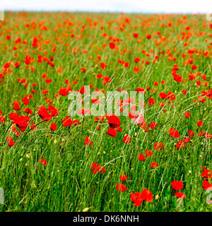 rote Mohnblumen in ein Feld herrliche Sommer-Szene Jane Ann Butler Fotografie JABP840 Stockfoto