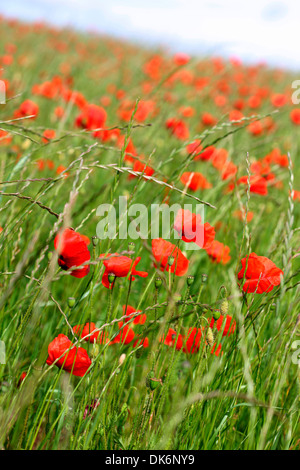 rote Mohnblumen in ein Feld herrliche Sommer-Szene Jane Ann Butler Fotografie JABP841 Stockfoto