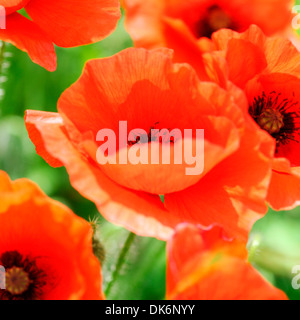 rote Mohnblumen einen herrlichen Sommer Szene Jane Ann Butler Fotografie JABP838 Stockfoto