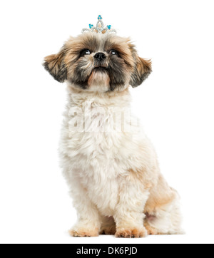 Shih Tzu trägt ein Diadem sitzend, 2 Jahre alt, vor weißem Hintergrund Stockfoto