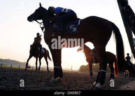 10. Juni 2011 läuft der 143. Belmont Stakes - Elmont, New York, USA - Pferde-Training über den Hauptweg bei Sonnenaufgang vor morgen. (Bild Kredit: Bryan Smith/ZUMAPRESS.com ©) Stockfoto