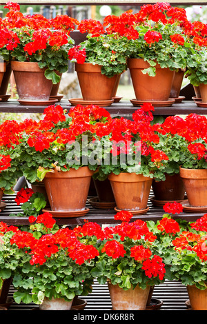 Rote Geranien Blumen in einem Ton-Töpfe Stockfoto