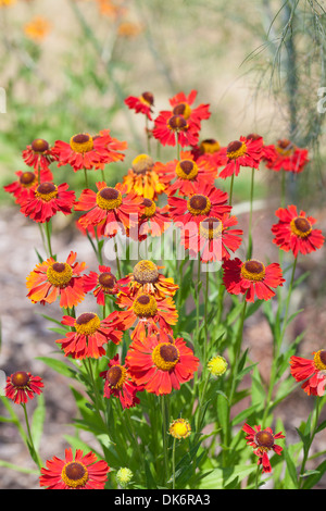 Gemeinsamen Sneezeweed, Helenium Autumnale, roten Juwel, UK Stockfoto