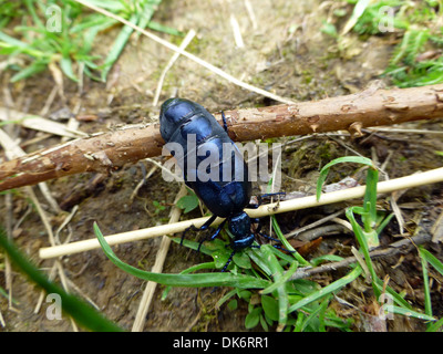 Meloe violaceus Stockfoto
