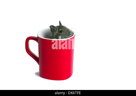 Maus in einem Becher Stockfoto