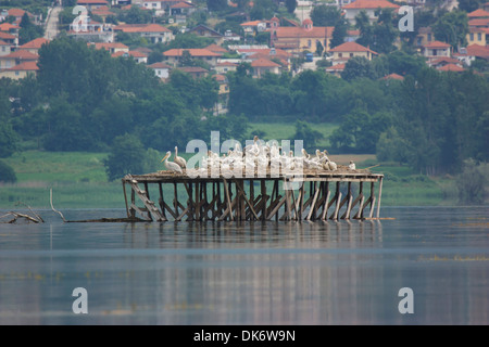 Krauskopfpelikan nisten auf See Kerkini Stockfoto