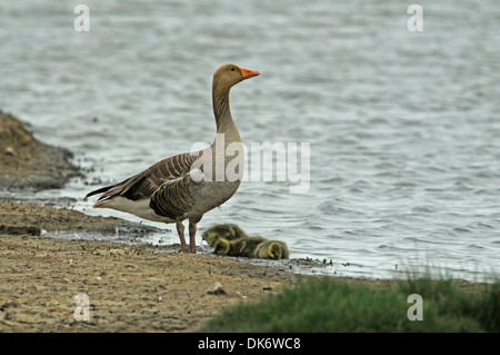 Graugans (Anser Anser). Erwachsenen, die Bewachung von drei Gänsel, alle Teil einer etablierten wilden Bevölkerung Stockfoto