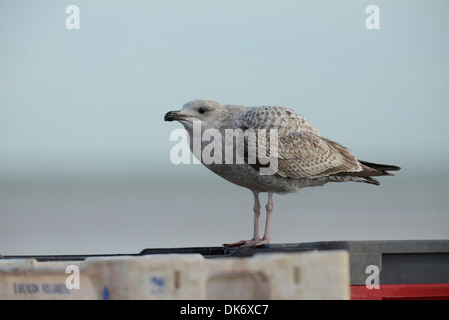 Silbermöwe (Larus Argentatus). Juvenile Vögel warten auf die Fütterung durch die Eltern. Stockfoto