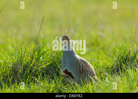 Rebhuhn (Perdix Perdix). Männlich, zeigt Teil der Marke "Hufeisen" auf dem Bauch Stockfoto