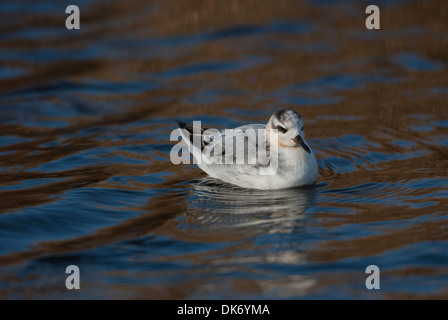 Graues Phalarope (rotes Phalarope). Jugendkriminalität, erste Winter Vogel, Schwimmen Stockfoto