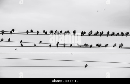 Vögel sitzen auf Stromleitung, fliegen und sitzen. Stockfoto