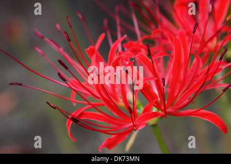 Roter Spider Lily oder Lycoris Radiata in der Amaryllis-Familie mit langen Staubfäden. Stockfoto