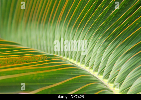 In der Mitte des Palmenblättern hautnah. Stockfoto