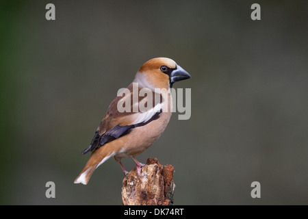 Kernbeißer Coccothraustes coccothraustes Stockfoto