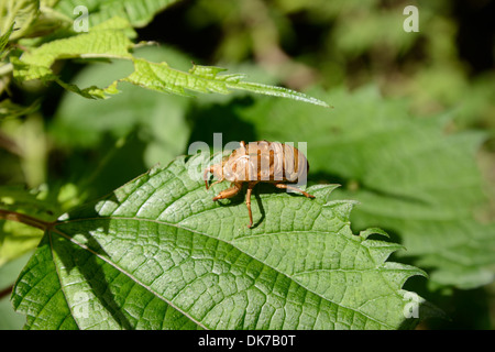 Außenhülle der Zikade auf Blatt Stockfoto