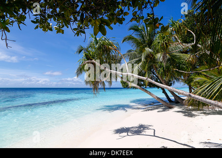 Bounty Island mit weißem Sand und blauem Wasser auf den Malediven mit vielen Palmen, sieht es wie das Paradies Stockfoto