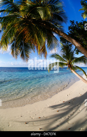 Bounty Island mit weißem Sand und blauem Wasser auf den Malediven mit vielen Palmen, sieht es wie das Paradies Stockfoto