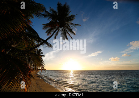 Palmen bei Sonnenuntergang auf einer paradiesischen Bounty Island auf den Malediven Stockfoto