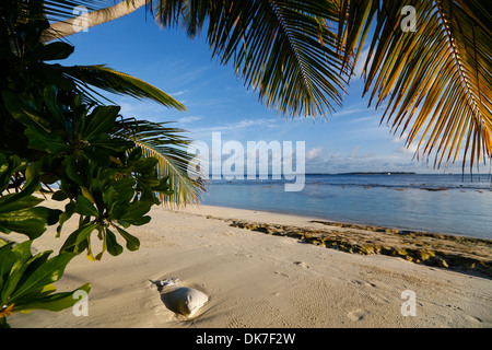 Palmen auf einem Bounty Island auf den Malediven Stockfoto
