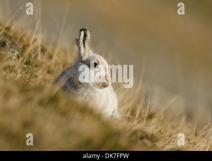 Hase im Wintermantel auf Hügel ohne Schnee. Stockfoto