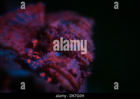 Drachenköpfe während Fluoro dive Stockfoto