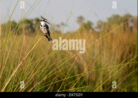 Pied Kingfisher gehockt Reed. Stockfoto