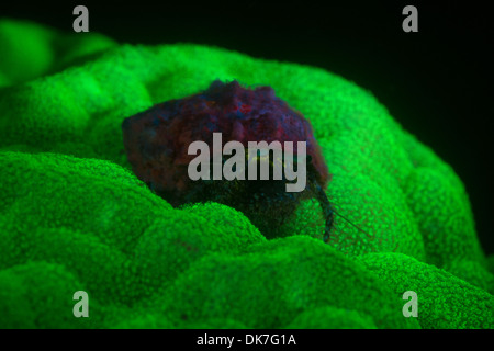Einsiedlerkrebs während Fluoro dive Stockfoto