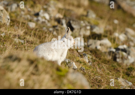 Hase im Wintermantel auf Hügel ohne Schnee. Stockfoto