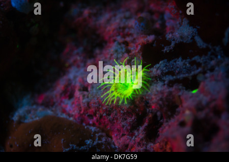 Korallen während Fluoro dive Stockfoto