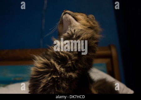 Katze kratzend Brusthaar Verlegung Gesicht rosa Nase Stockfoto