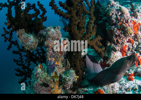 Muräne frei schwimmen durch Korallen Stockfoto