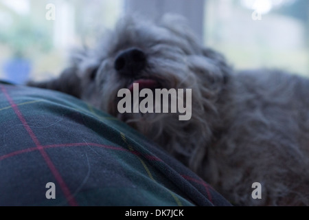 Bett Hundehaare Hund schlafen träumen Border Terrier Hund Stockfoto