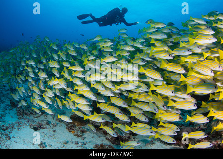 Taucher über eine Schule des Fisches Stockfoto