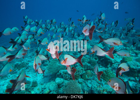 Schule des Fisches auf den Malediven Stockfoto