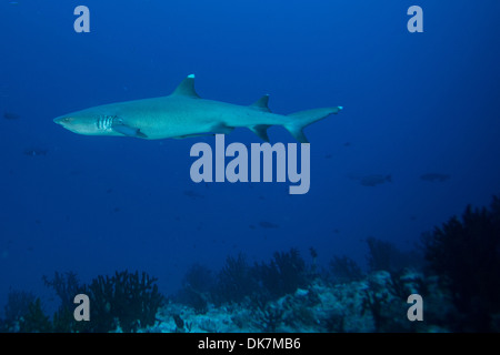 Weißspitzen-Riffhaie schwimmt am Riff Stockfoto