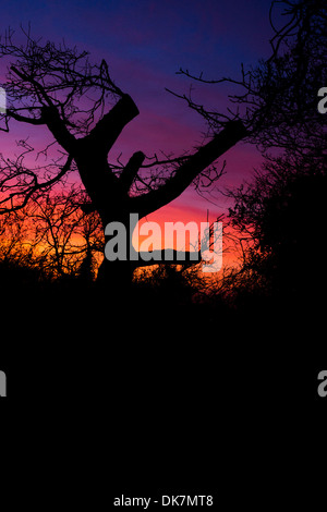 Sonnenuntergang Oink Bernstein Dämmerung Himmel Eiche Baum schneiden Stockfoto