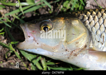 Leiter der gefangenen Fische Döbel Verlegung auf dem Rasen Stockfoto