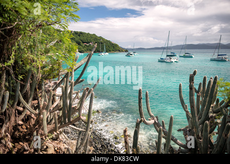 White Bay Anchorage Cactus Rocky Headland Jost Van Dyke | WHITE BAY, Britische Jungferninseln — Säulenkakteen drängen sich auf einer felsigen Landzunge über dem türkisfarbenen Ankerplatz von White Bay auf Jost Van Dyke, während dahinter Katamarane vor Anker liegen. Die Kakteen, wahrscheinlich eine Cereus- oder Pilosocereus-Art, die an den trockeneren Leeward-Küsten der Jungferninseln heimisch ist, markieren ein Regen-Schatten-Mikroklima, in dem dünner vulkanischer Boden trockenen Busch statt des Waldes bedeckt, der feuchtere Hänge im Landesinneren bedeckt. Stockfoto