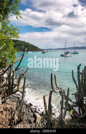 White Bay Headland Kaktus und Katamarane Jost Van Dyke | WHITE BAY, Britische Jungferninseln — Säulenkakteen stehen dichtgedrängt auf dem vulkanischen Gestein eines Kaps auf Jost Van Dyke und rahmen Katamarane und Segelboote ein, die im türkisfarbenen Wasser darunter vor Anker liegen. Die Kaktus markieren ein trockeneres, stärker exponiertes Mikroklima an dieser felsigen Spitze, im Kontrast zu der üppigen Vegetation, die nur wenige Meter entfernt an den geschützten Hängen derselben kleinen Insel zu finden ist. Stockfoto